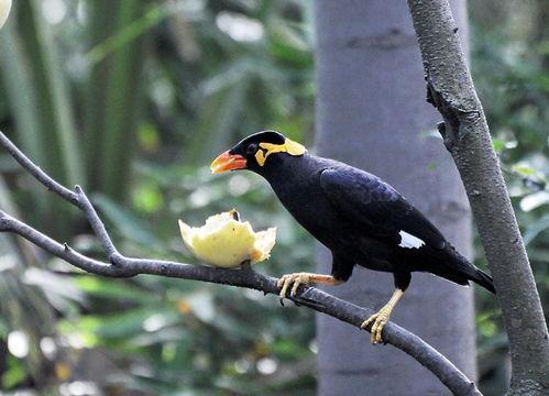 小花爆料鸟大爷视频大全,鸟大爷视频大全精彩瞬间大汇总